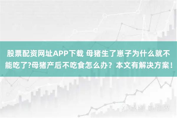 股票配资网址APP下载 母猪生了崽子为什么就不能吃了?母猪产后不吃食怎么办？本文有解决方案！